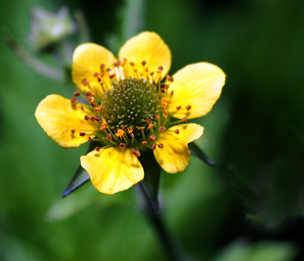 Изображение особи Geum urbanum.