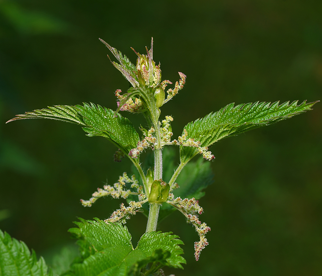 Image of Urtica dioica specimen.