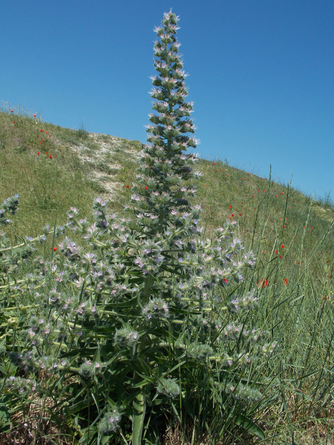 Image of Echium biebersteinii specimen.