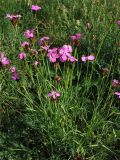 Dianthus carthusianorum. Цветущее растение. ФРГ, Тюрингия, окрестности Йены, на травянистом склоне. 26 мая 2007 г.