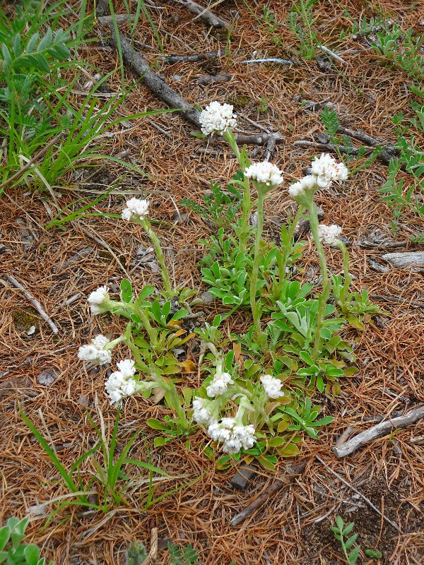 Изображение особи Antennaria dioica.