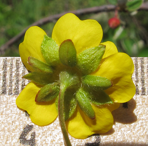 Image of Potentilla ruprechtii specimen.