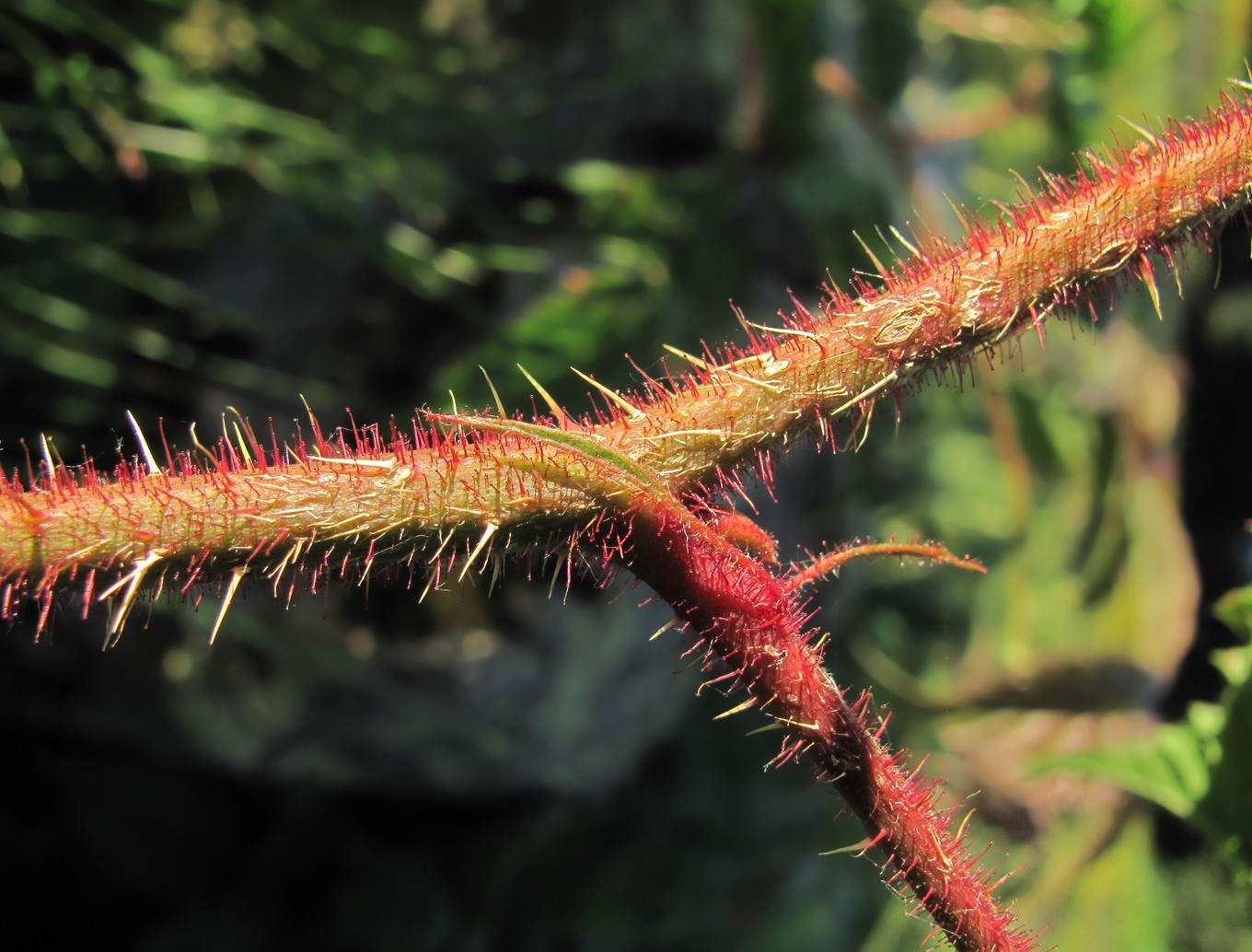 Image of Rubus hirtus specimen.