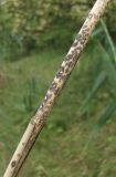 Phragmites australis