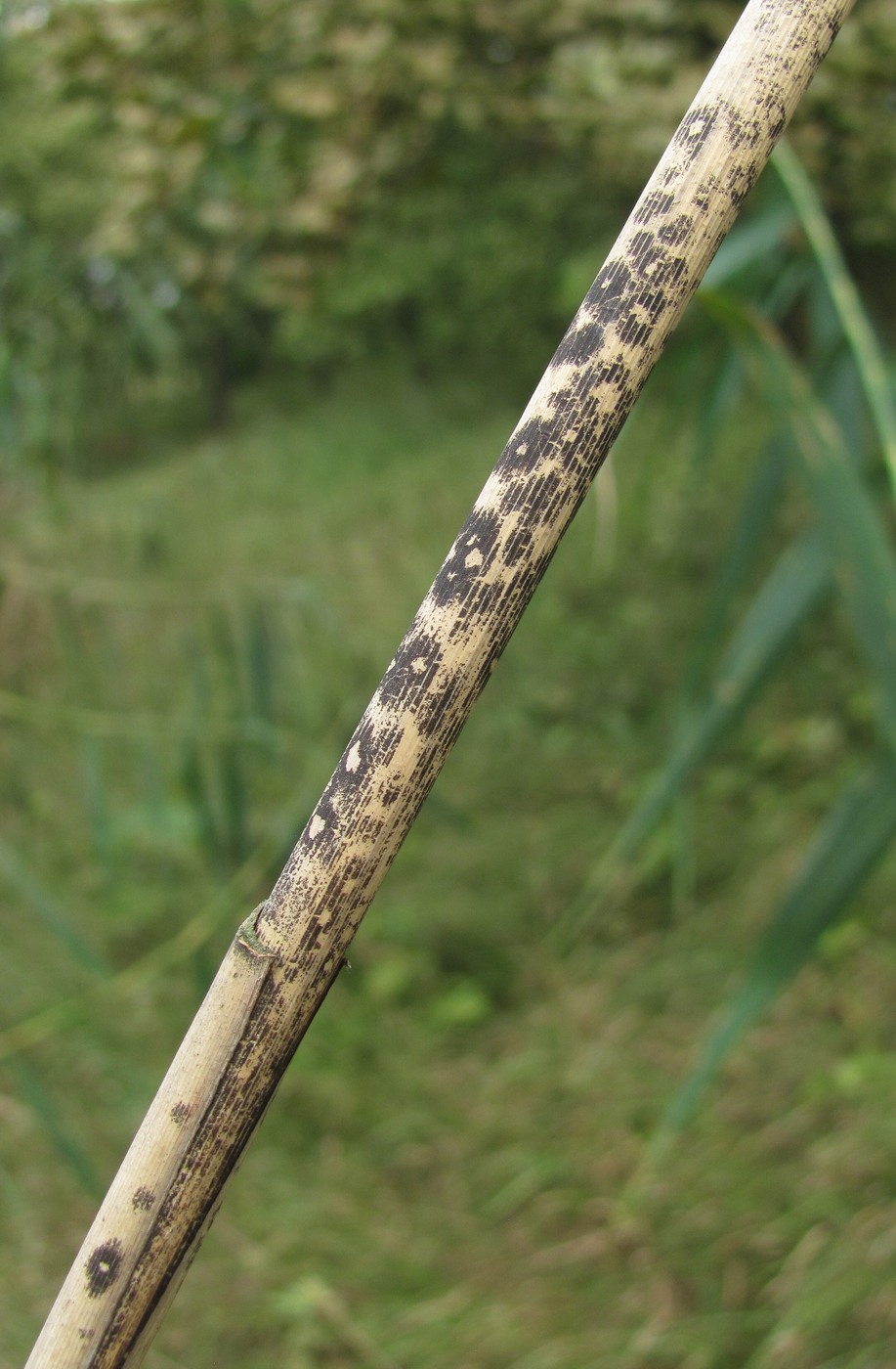 Image of Phragmites australis specimen.