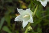 Campanula alliariifolia. Цветок. Республика Адыгея, Майкопский р-н, ок. 1 км севернее пос. Хамышки, южный склон горы Монах, выс. ок. 1000 м н.у.м., у обрыва. 21.08.2016.