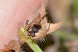 Salvia verbenaca