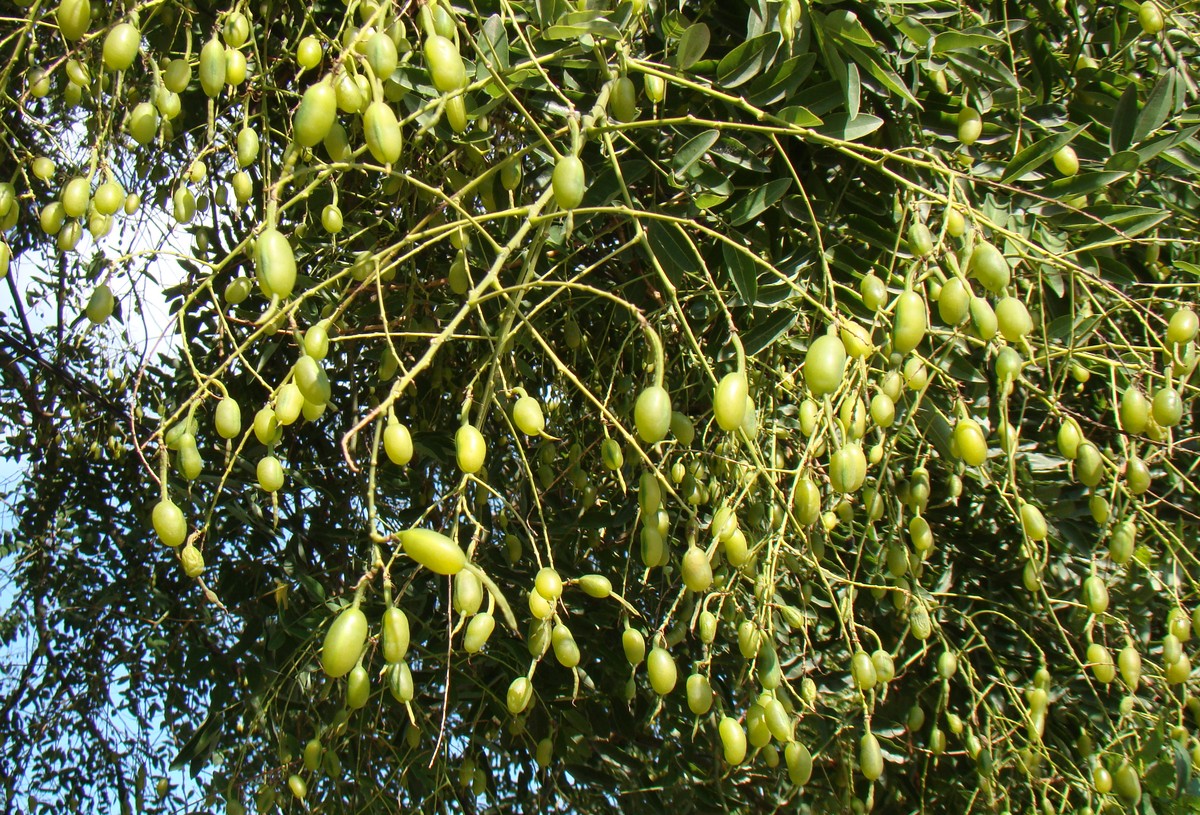 Image of Styphnolobium japonicum specimen.