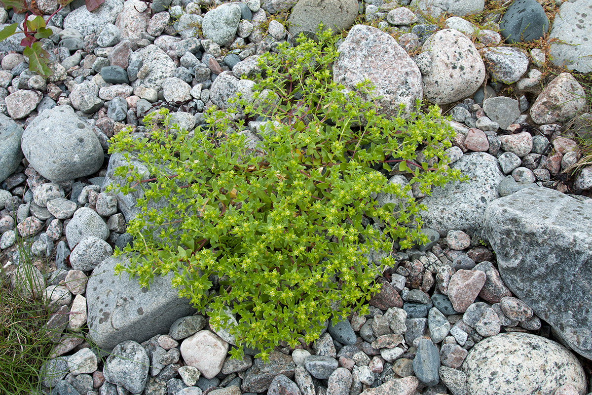 Изображение особи Honckenya peploides ssp. diffusa.