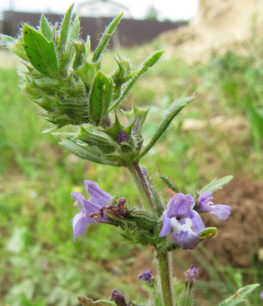 Image of Ziziphora acinos specimen.