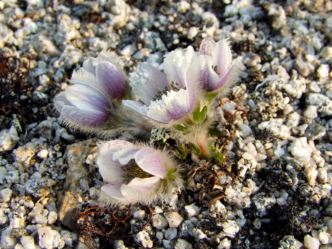 Изображение особи Pulsatilla magadanensis.