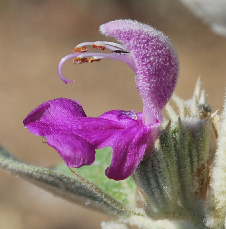 Изображение особи Phlomis thapsoides.