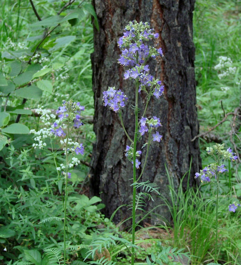 Image of Polemonium chinense specimen.