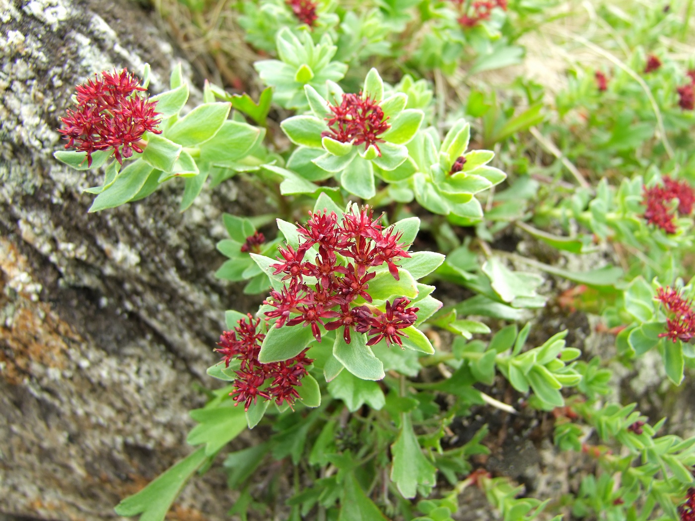 Image of Rhodiola integrifolia specimen.