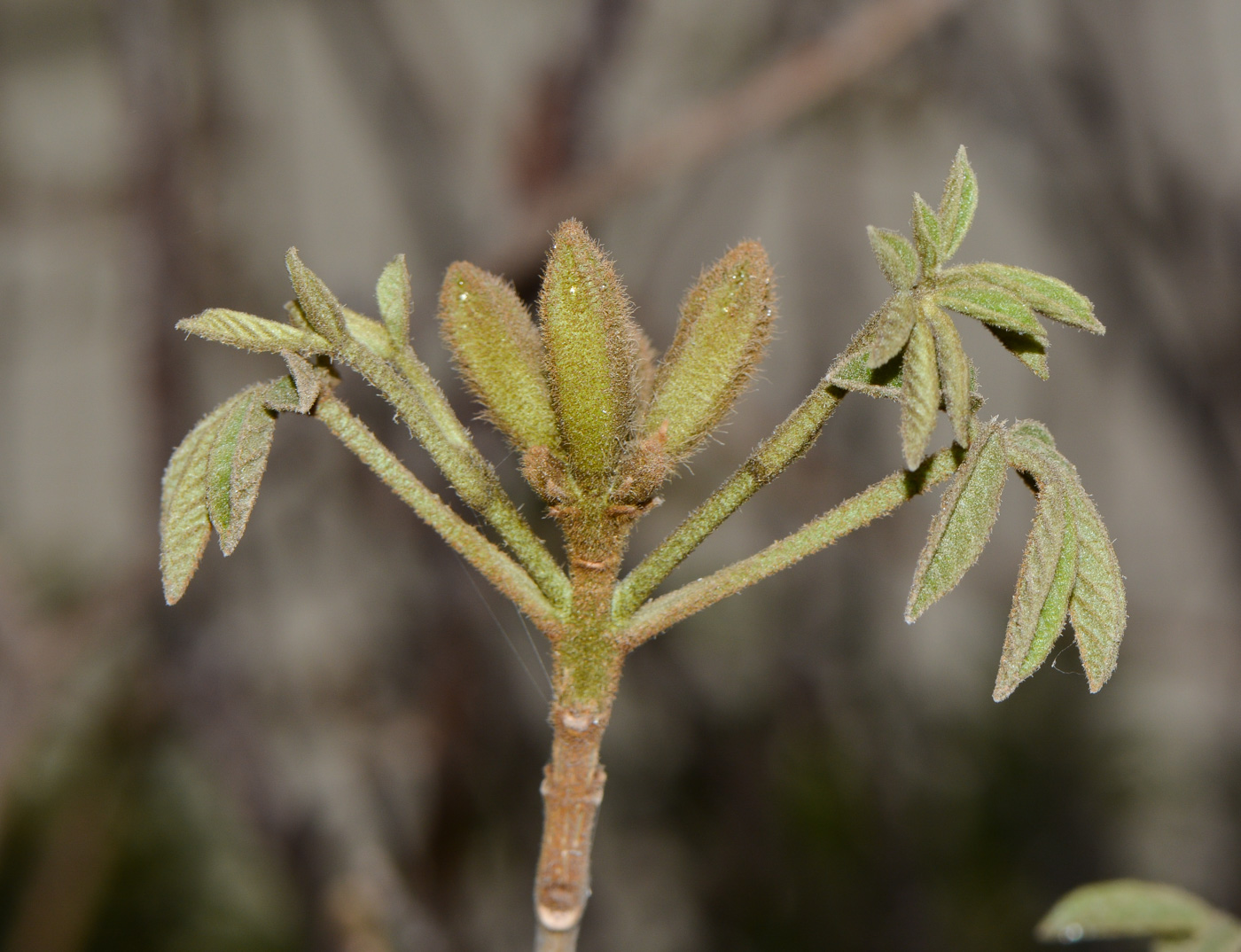 Изображение особи Handroanthus chrysanthus.