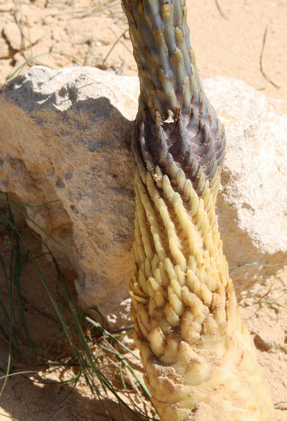 Image of Cistanche tubulosa specimen.