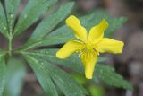 Anemone ranunculoides