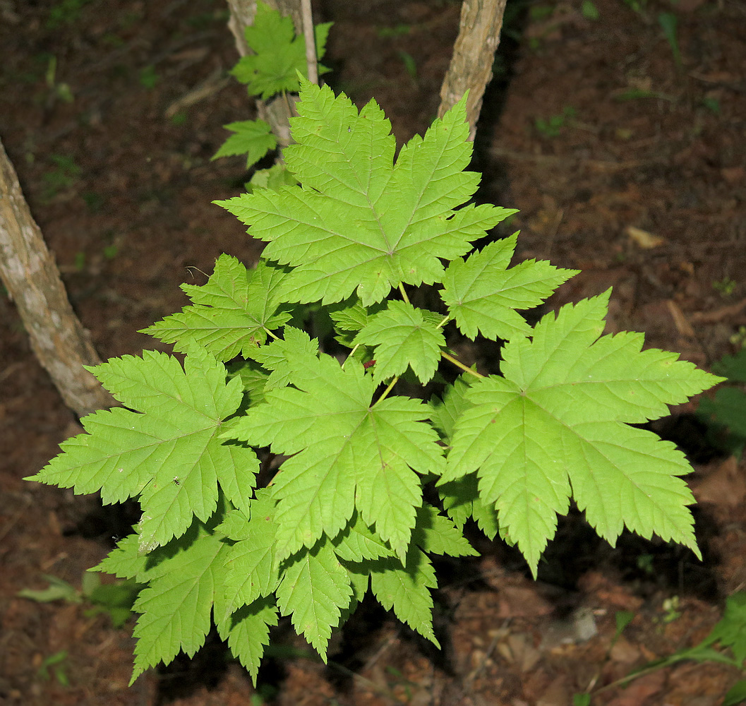 Image of Acer ukurunduense specimen.