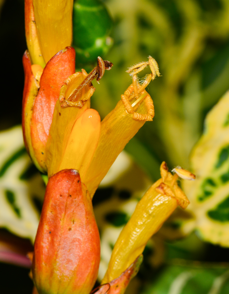 Изображение особи Sanchezia speciosa.