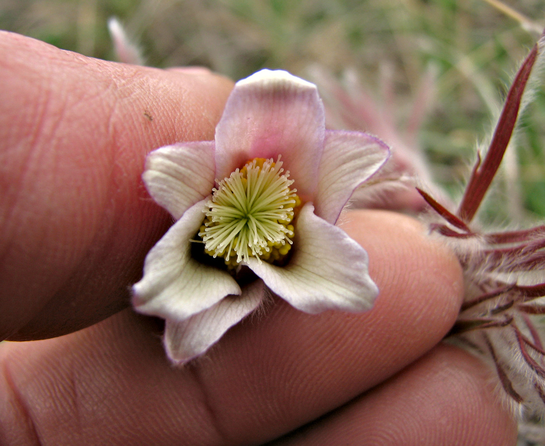 Изображение особи Pulsatilla pratensis.