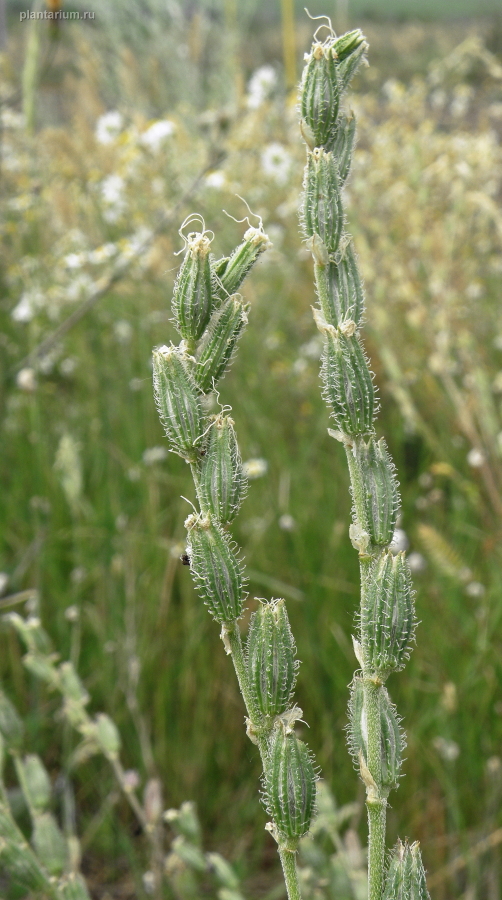 Image of Silene dichotoma specimen.