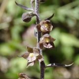 Epipactis atrorubens subspecies subclausa