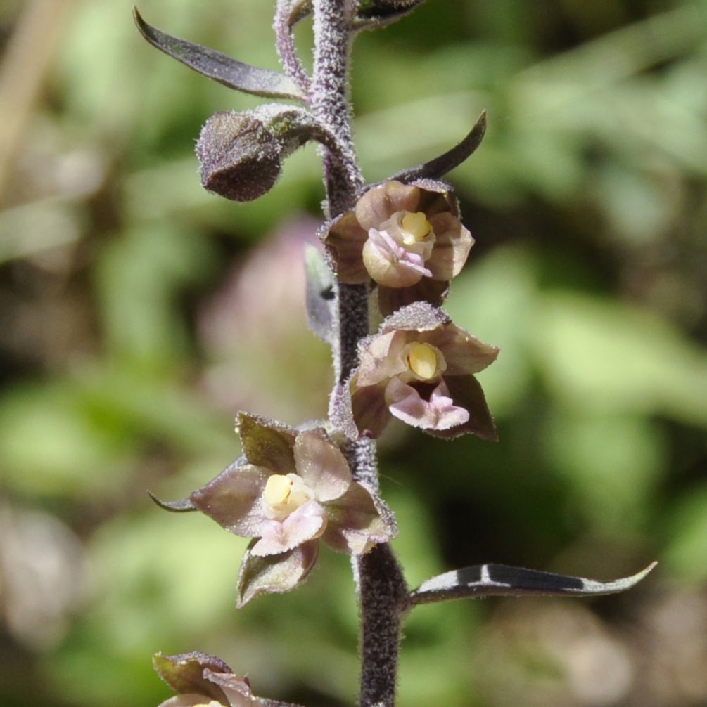 Image of Epipactis atrorubens ssp. subclausa specimen.