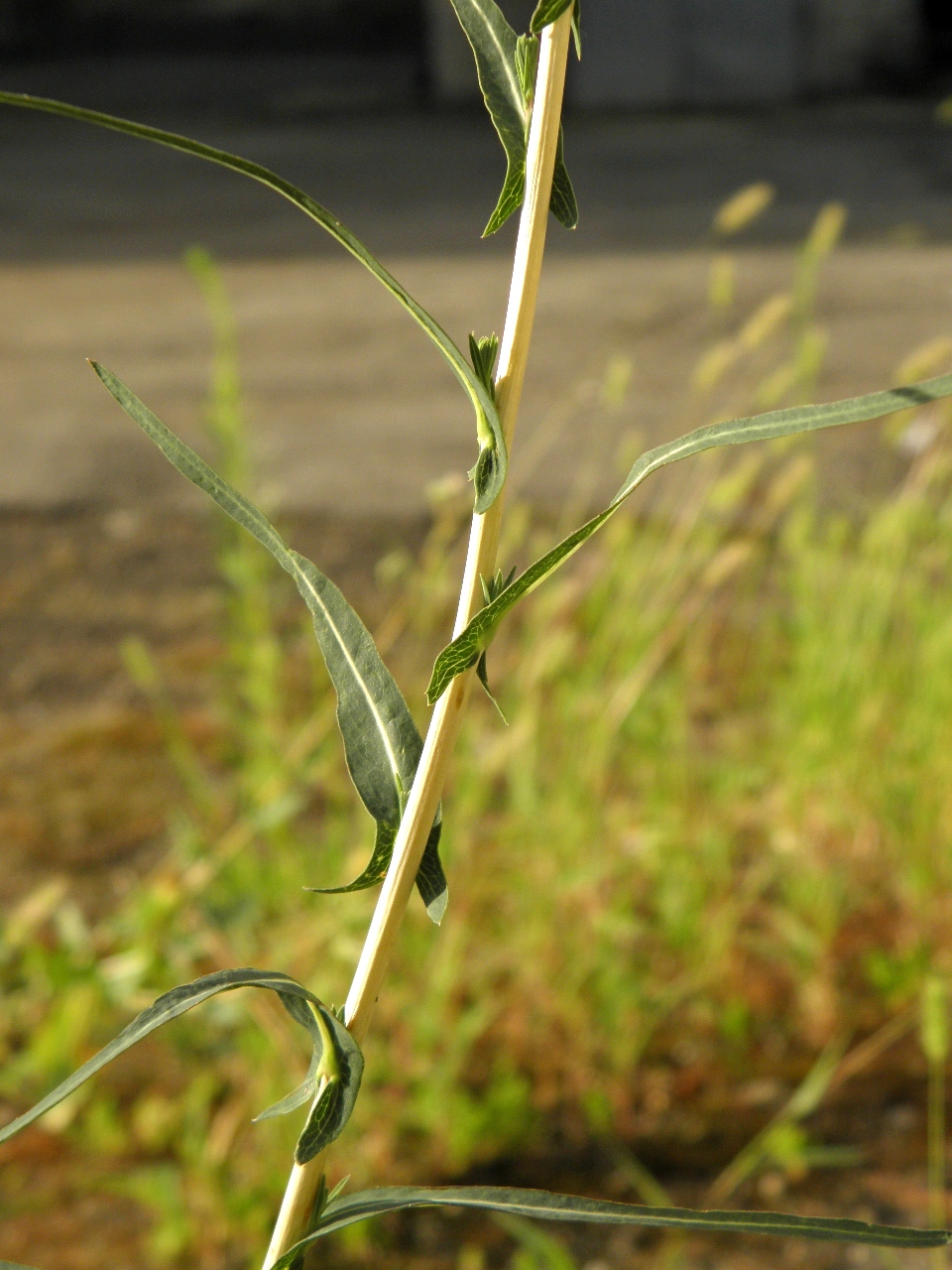 Image of Lactuca saligna specimen.