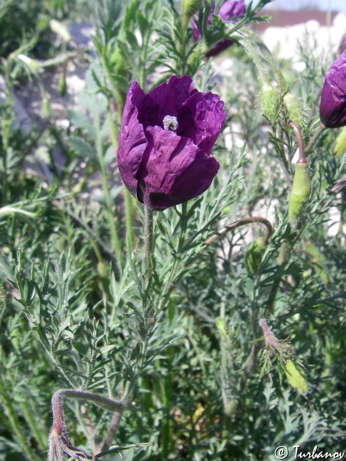 Image of Roemeria hybrida specimen.