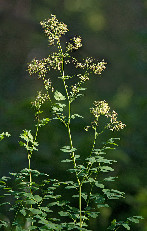 Изображение особи Thalictrum minus.