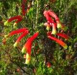 Erica discolor