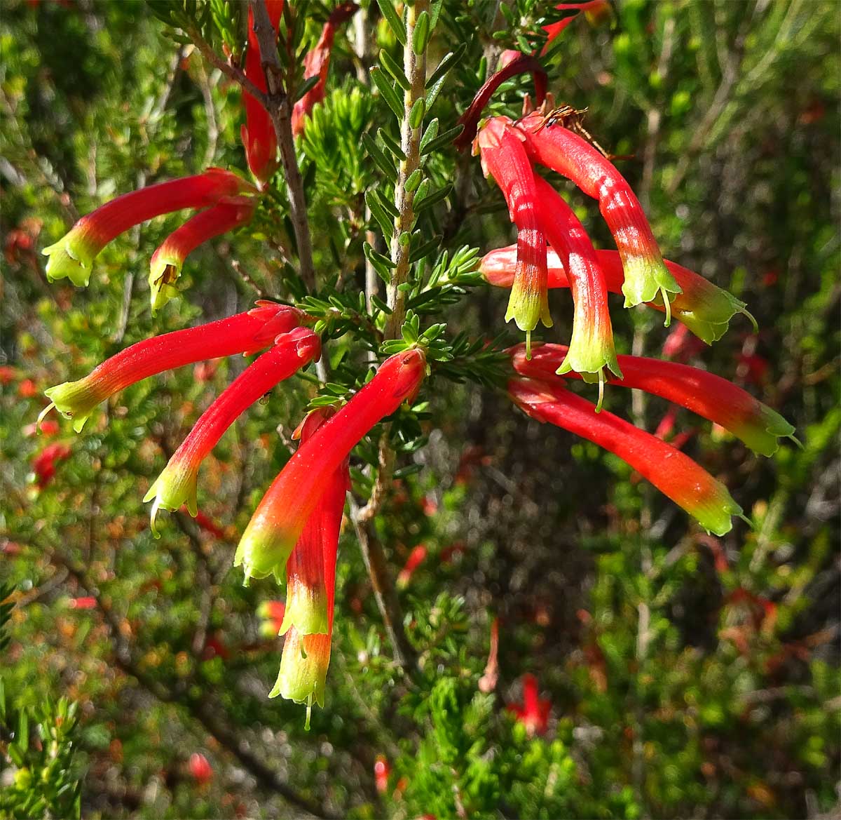 Image of Erica discolor specimen.