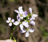 Cardamine dentata. Соцветие. Якутия, Алданский р-н, в 6 км выше по течению г. Томмот, левый берег р. Алдан, пойма р. Радио Юрюете. 27.06.2016.