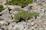 Verbascum spinosum. Цветущее растение. Греция, о-в Крит, ном Ханья (Νομός Χανίων), дим Платаньяс (Δήμος Πλατανιά), горный массив Лефка Ори (Λευκά Όρη), урочище Ксилоскало (Ξυλόσκαλο), ≈ 1300 м н.у.м., каменистый склон. 23 июня 2017 г.