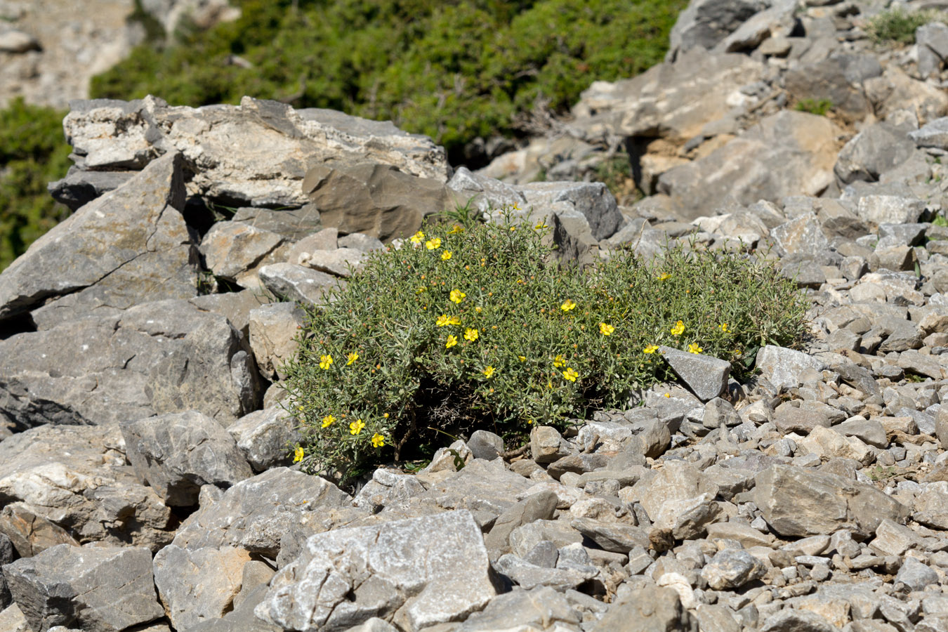 Изображение особи Verbascum spinosum.