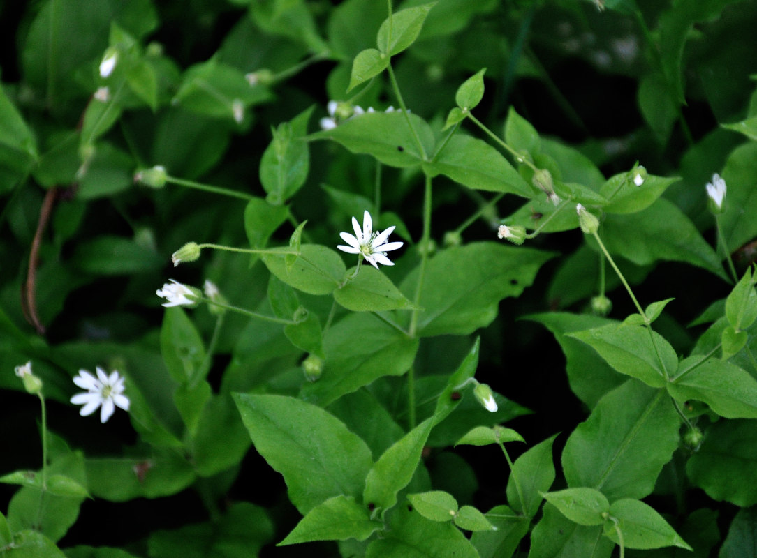 Изображение особи Stellaria bungeana.