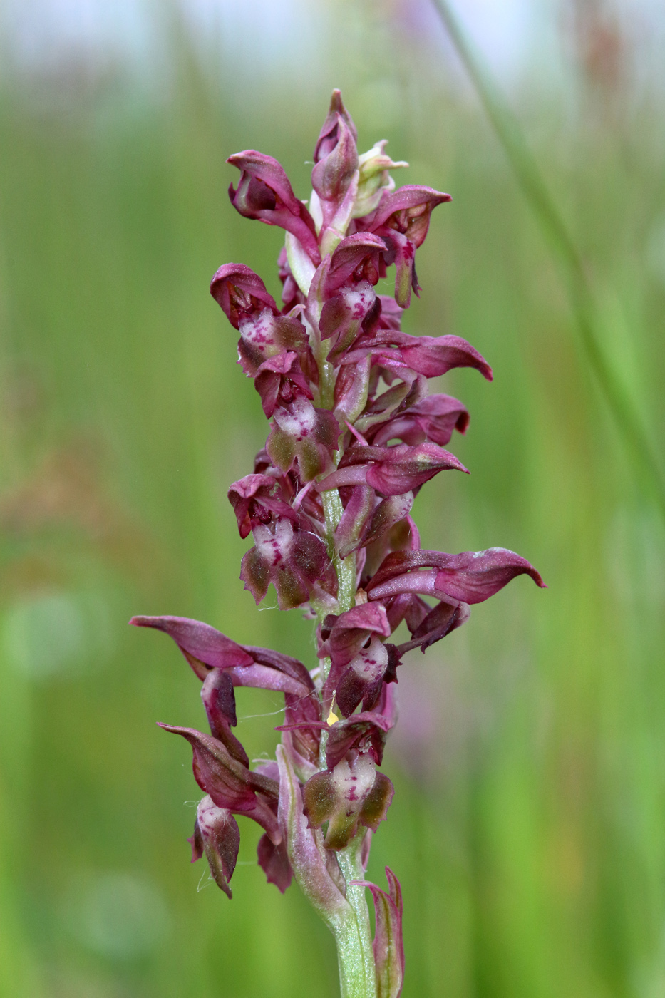 Изображение особи Anacamptis coriophora.