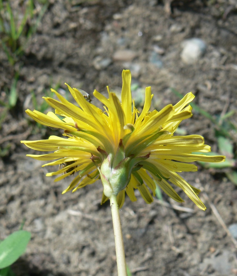 Image of Taraxacum mongolicum specimen.