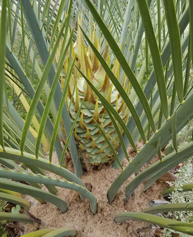 Image of Macrozamia riedlei specimen.