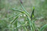 Polygonatum odoratum