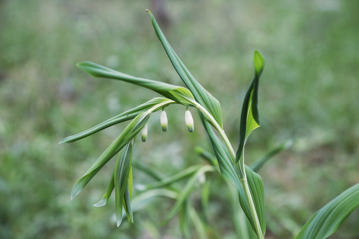 Image of Polygonatum odoratum specimen.