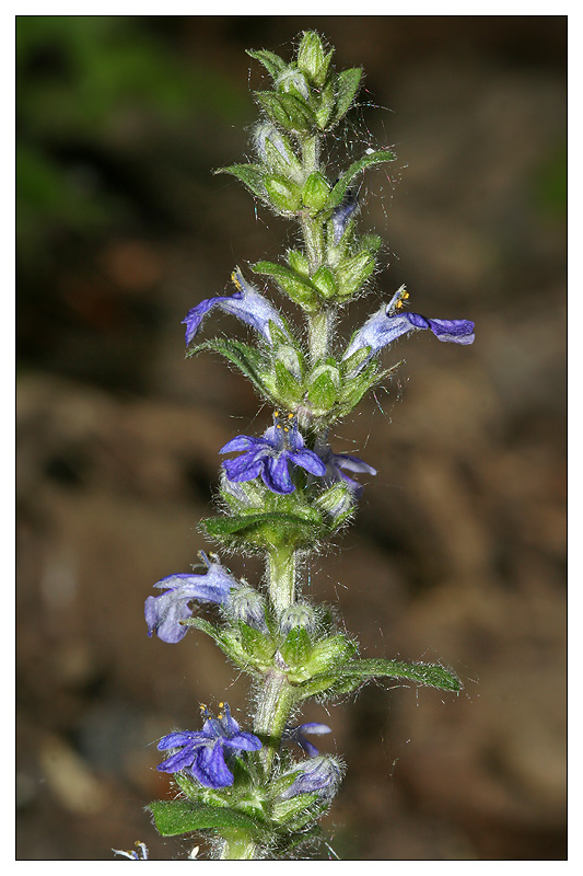 Image of Ajuga reptans specimen.