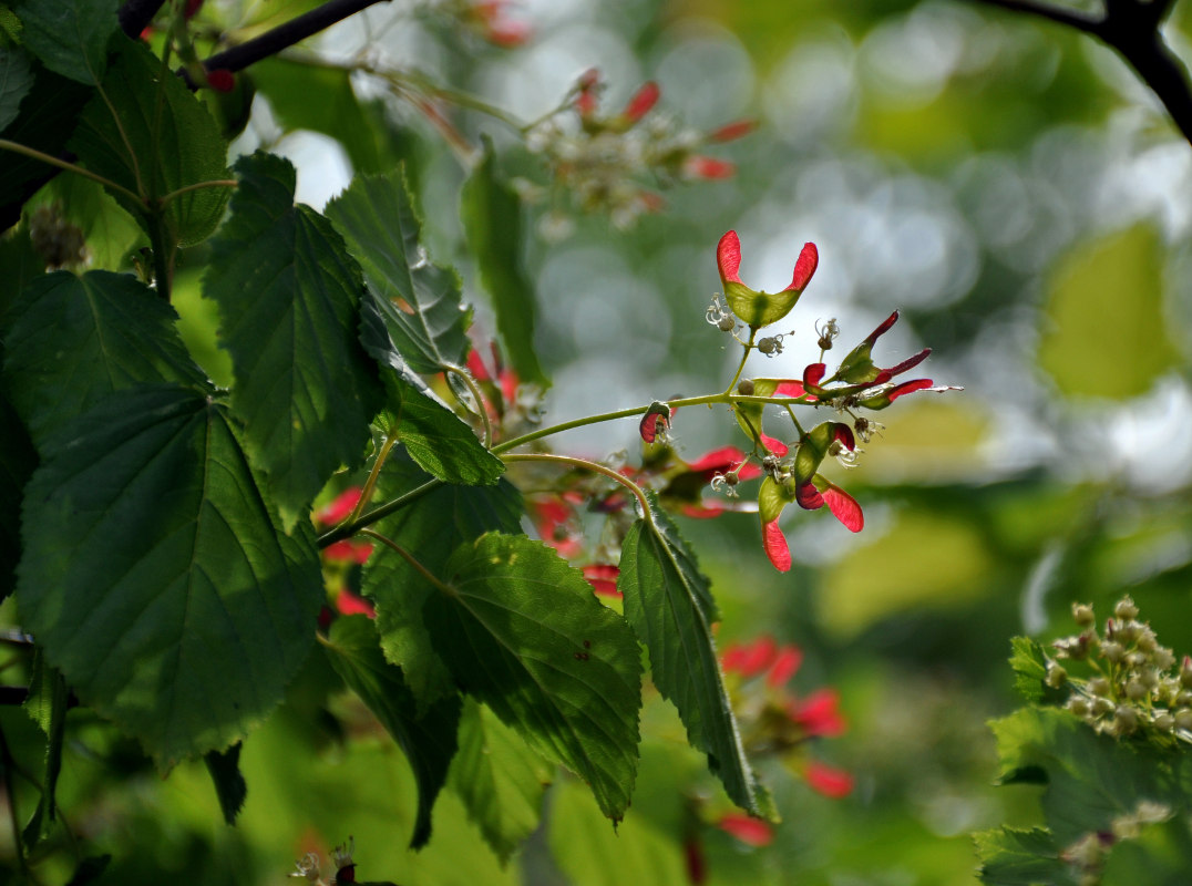 Image of Acer tataricum specimen.