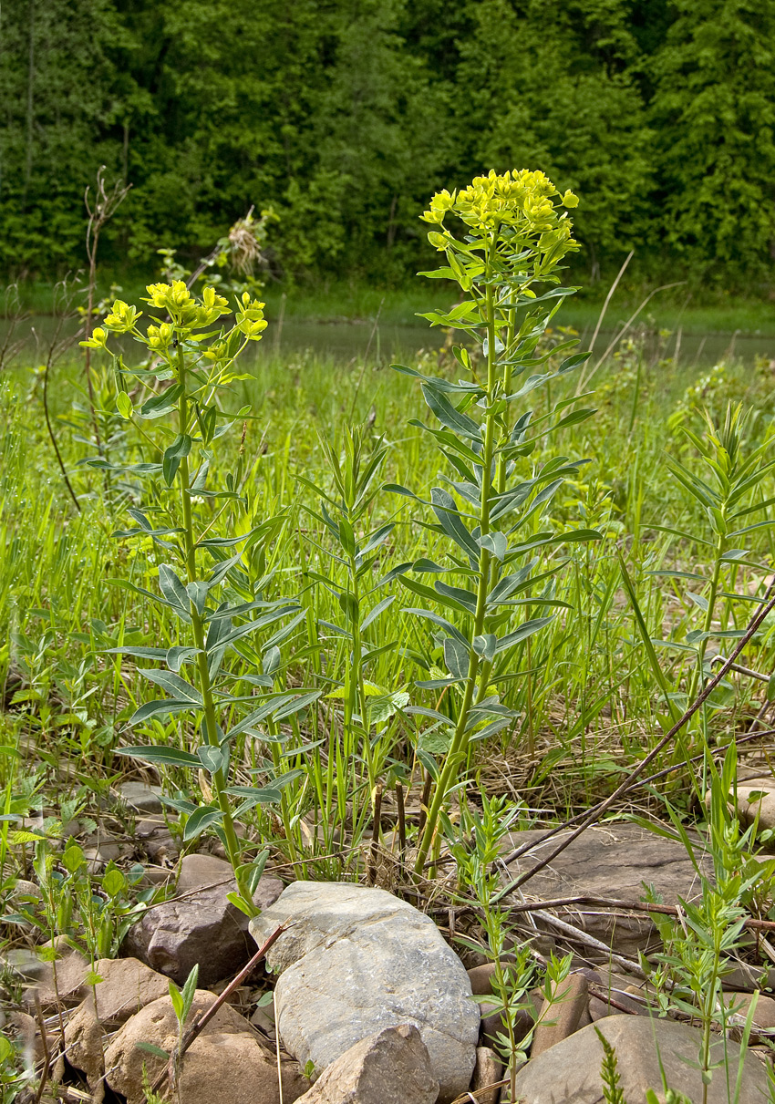 Image of Euphorbia semivillosa specimen.