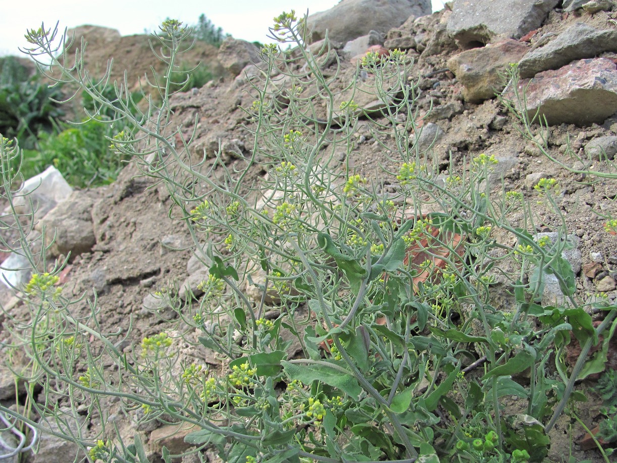 Image of Arabidopsis pumila specimen.