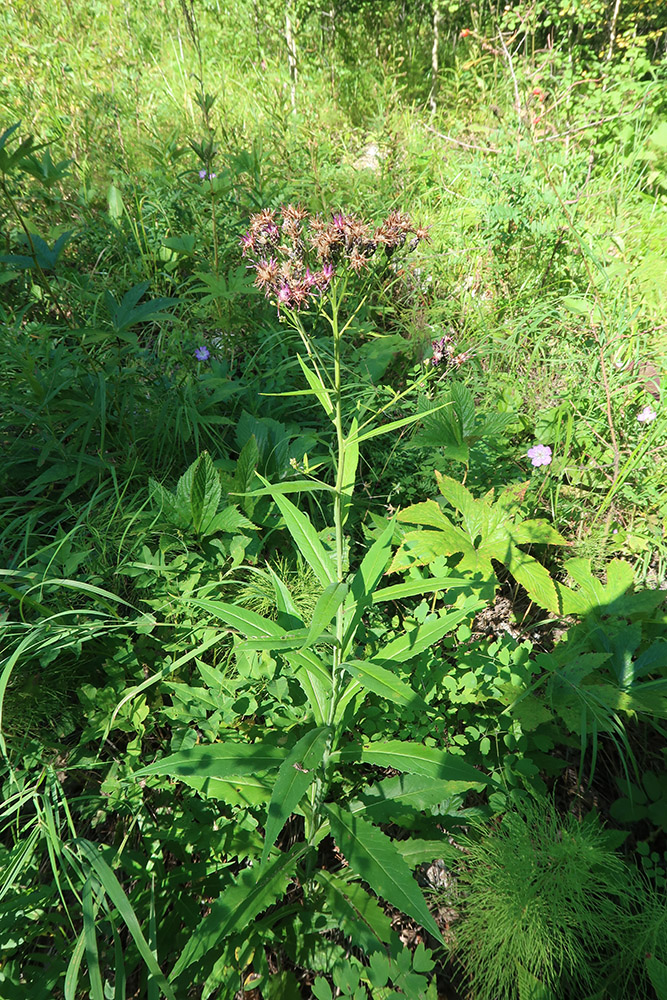 Image of Saussurea parviflora specimen.