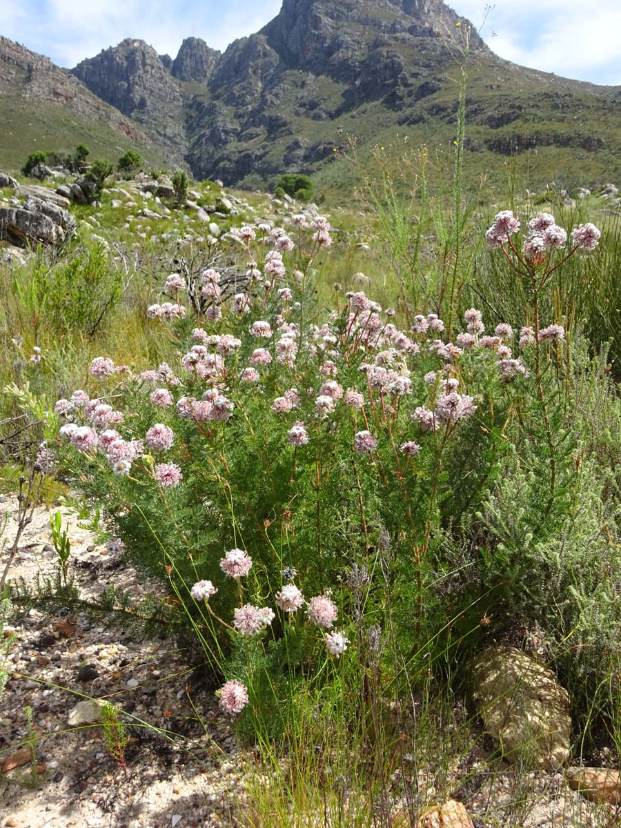 Image of Serruria brownii specimen.