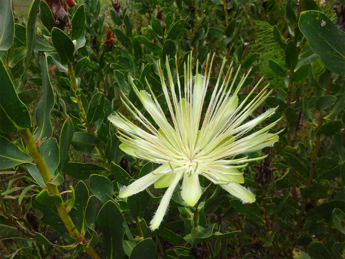 Изображение особи Protea aurea.