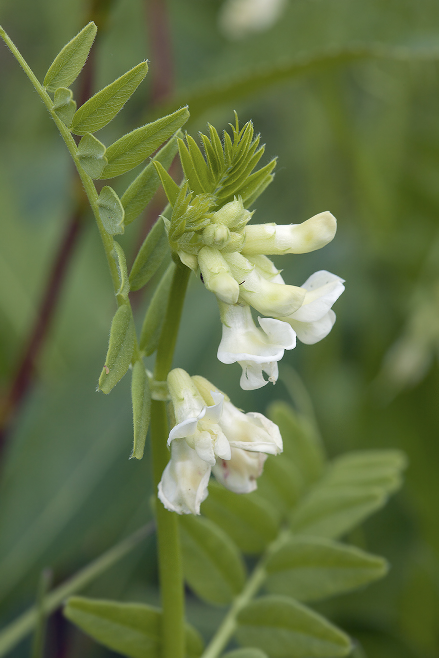 Изображение особи Vicia sepium.