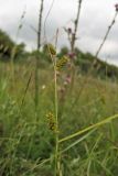 Carex punctata. Верхняя часть плодоносящего растения. Нидерланды, Северное море, о-в Схирмонниког, заболоченный луг. 17 июля 2010 г.